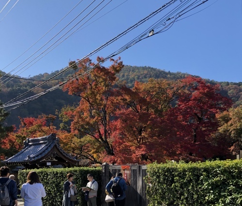 嵐山も紅葉真っ盛り〜！_a0197730_16091652.jpeg