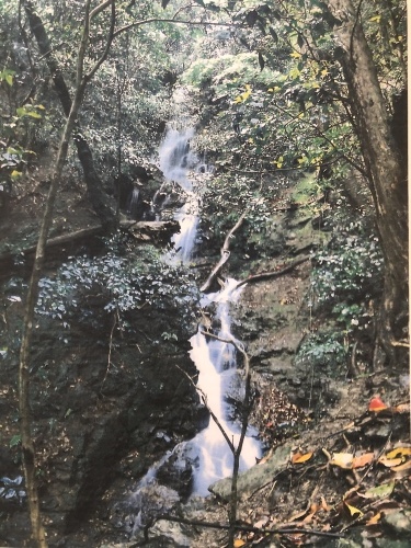 嵐山も紅葉真っ盛り〜!_a0197730_16103297.jpeg