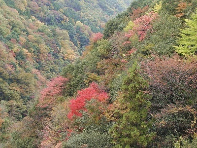 メルマガ:薪林業 (844号)_a0051539_23495902.jpg