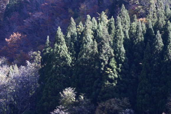 白山白峰線にて_c0093046_18592183.jpg