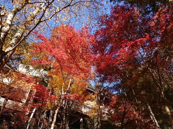 付知峡紅葉情報 付知町観光協会情報