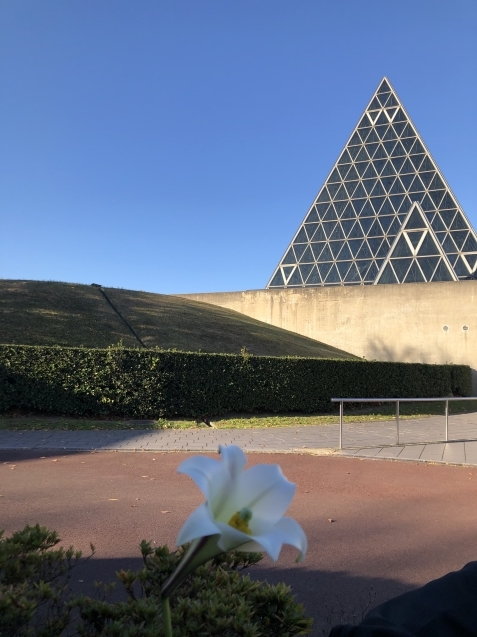 綺麗なお花発見!_d0166862_08590316.jpeg