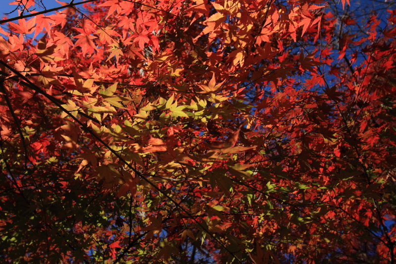 紅葉狩り_c0213564_10453329.jpg