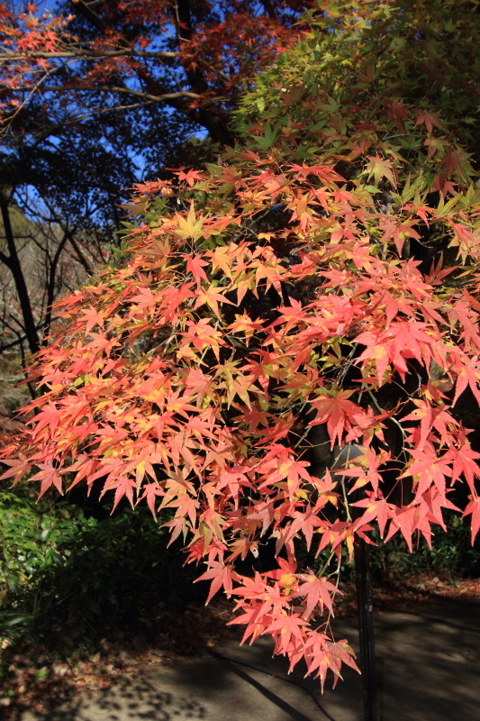 紅葉狩り_c0213564_10454030.jpg
