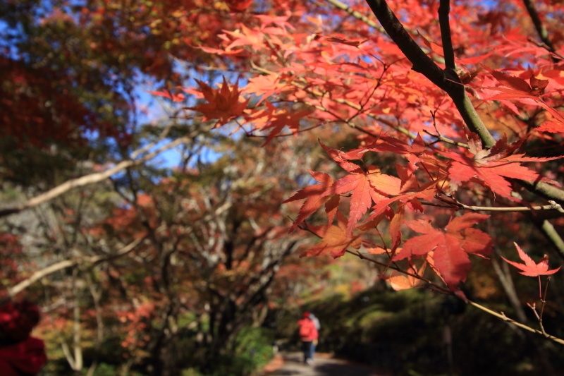 紅葉狩り_c0213564_10454706.jpg