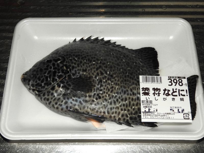 小さいけどイシガキダイを刺身にしました 四季彩日記 ４