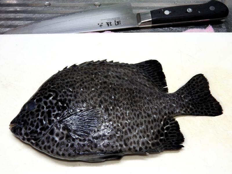 小さいけどイシガキダイを刺身にしました 四季彩日記 ４