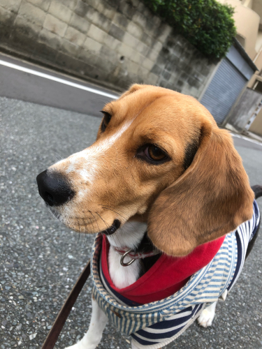 たくさん歩いたよ😊_f0357682_08431738.jpg