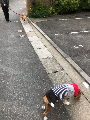 たくさん歩いたよ😊_f0357682_08480783.jpg