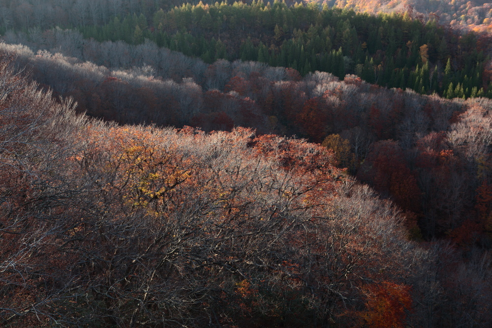 青森市 城ヶ倉大橋の紅葉 その1_e0165983_11270761.jpg