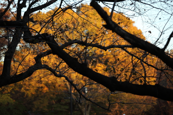 代々木公園 2019_f0164989_12512052.jpg