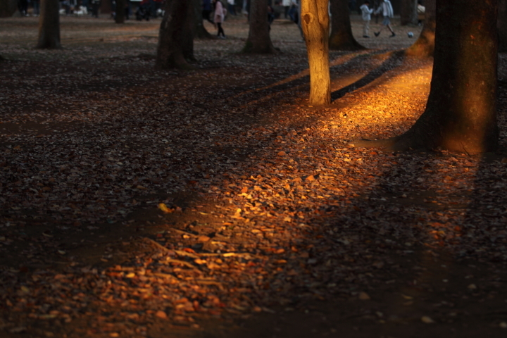 代々木公園 2019_f0164989_12514572.jpg