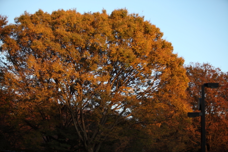 代々木公園 2019_f0164989_12515738.jpg