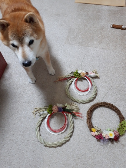 しめ縄飾り 柴犬 ひろゆきと さもない毎日 週末自宅カフェ里音 りをん 一之江 笑い療法士のいるカフェ 趣味好房 織 しめ縄飾り 柴犬 ひろゆきと さもない毎日 週末自宅カフェ里音 りをん 一之江 笑い療法士のいるカフェ 趣味好房 織