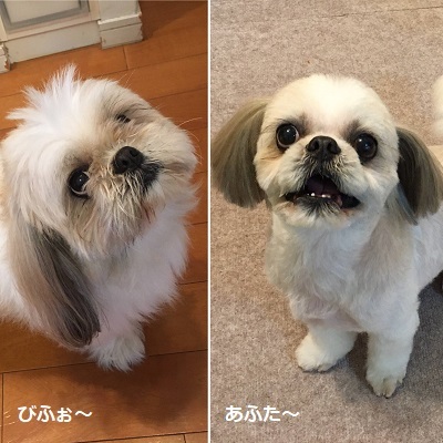 くまはちスペサルw_f0372998_21185981.jpg