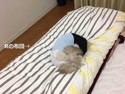 くまはちスペサルw_f0372998_21192329.jpg