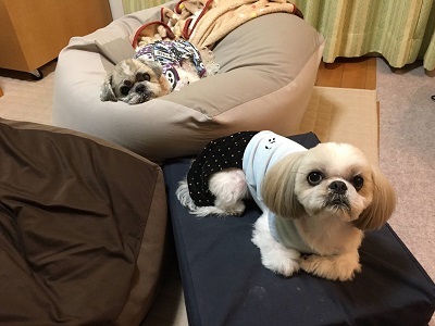 くまはちスペサルw_f0372998_21195826.jpg