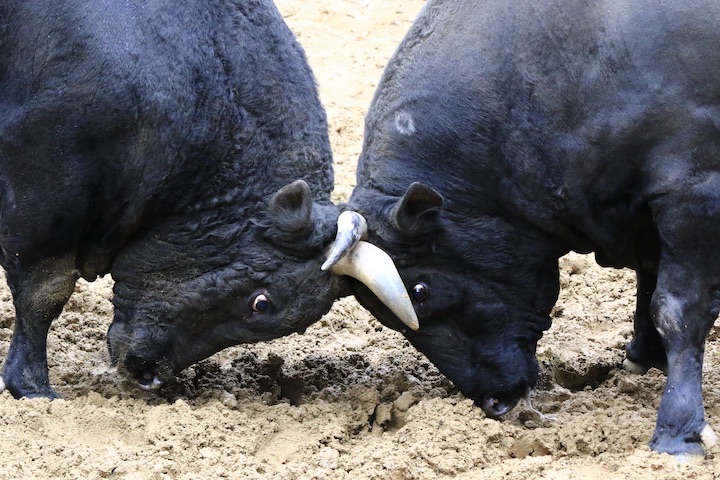 11/3 山古志闘牛 龍皇-三五兵工_b0016600_17453890.jpg