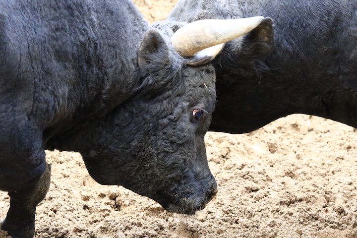 11/3 山古志闘牛 龍皇-三五兵工_b0016600_1862496.jpg
