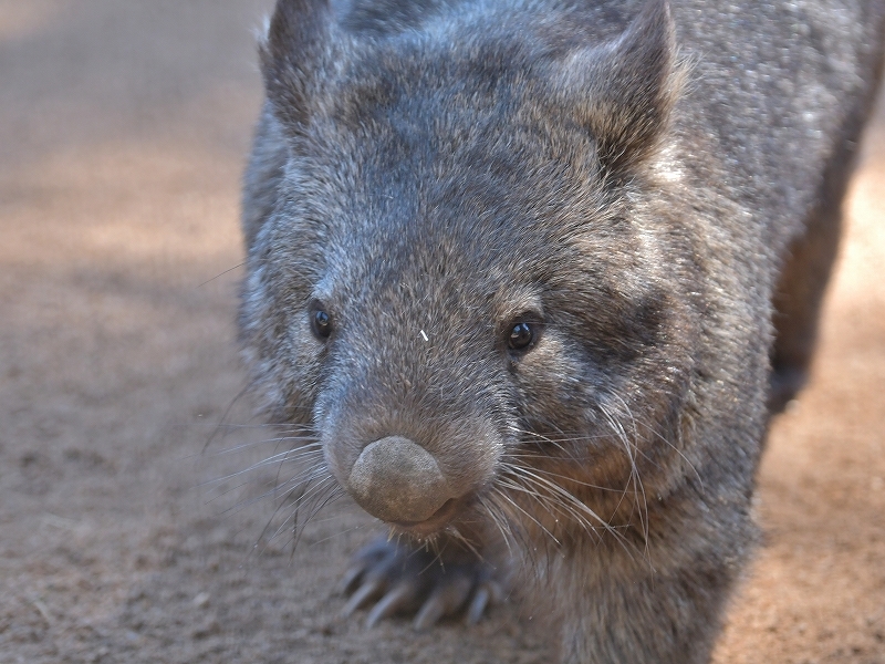 ウォンバット達とパトリックのお墓 バララット ワイルドライフパーク Bonsoir ウォンバット達とパトリックのお墓 バララット ワイルドライフパーク Bonsoir