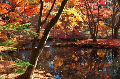 軽井沢 雲場池1_a0263109_11181437.jpg
