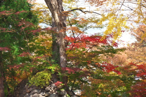 小諸城趾公園（懐古園）の紅葉2_a0263109_21404467.jpg