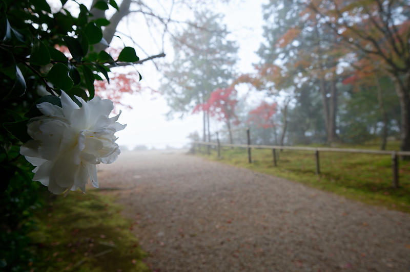 2019京都の紅葉・高雄 神護寺 其の二_f0032011_18534455.jpg