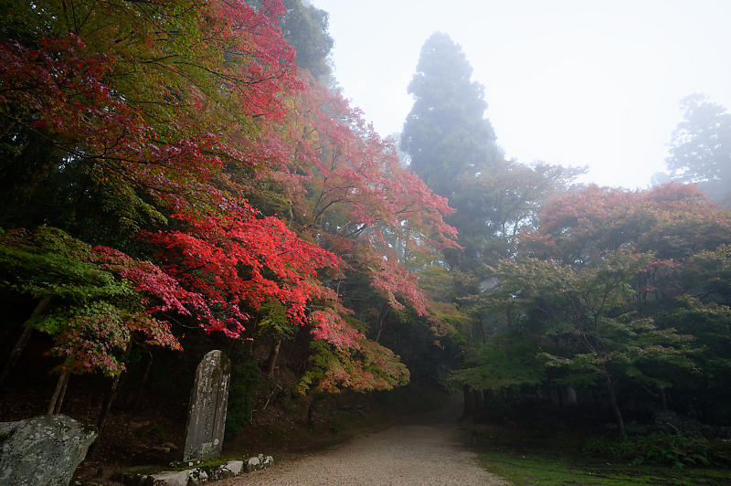 2019京都の紅葉・高雄 神護寺 其の二_f0032011_18534483.jpg