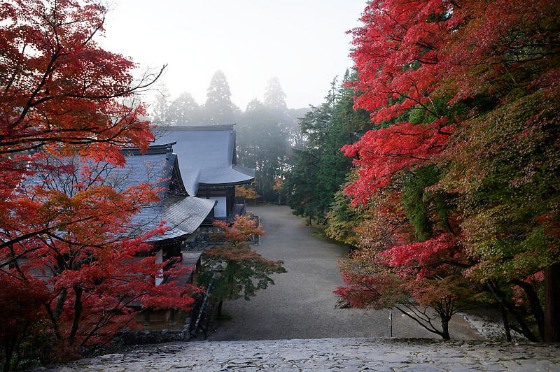 2019京都の紅葉・高雄 神護寺 其の二_f0032011_18534486.jpg