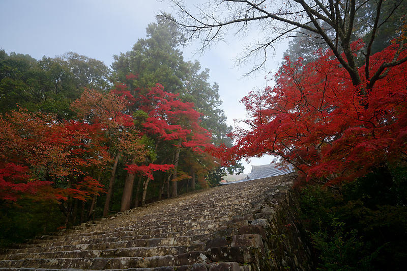 2019京都の紅葉・高雄 神護寺 其の二_f0032011_18534510.jpg