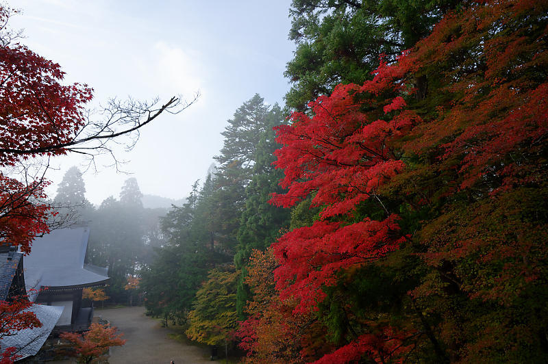 2019京都の紅葉・高雄 神護寺 其の二_f0032011_18594225.jpg