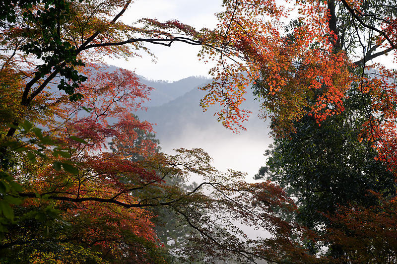 2019京都の紅葉・高雄 神護寺 其の二_f0032011_18594239.jpg