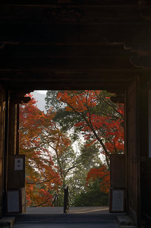 2019京都の紅葉・高雄 神護寺 其の二_f0032011_18594291.jpg