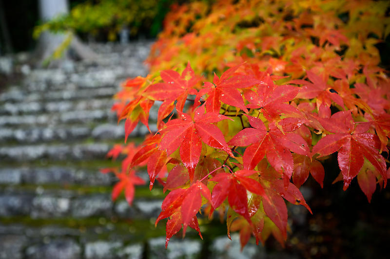 2019京都の紅葉・京北町 常照皇寺 其の一_f0032011_21223962.jpg
