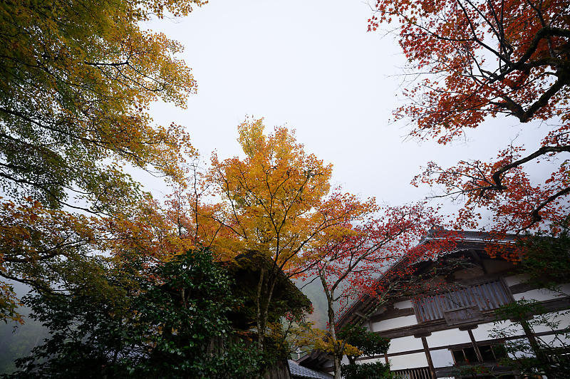 2019京都の紅葉・京北町 常照皇寺 其の一_f0032011_21263865.jpg