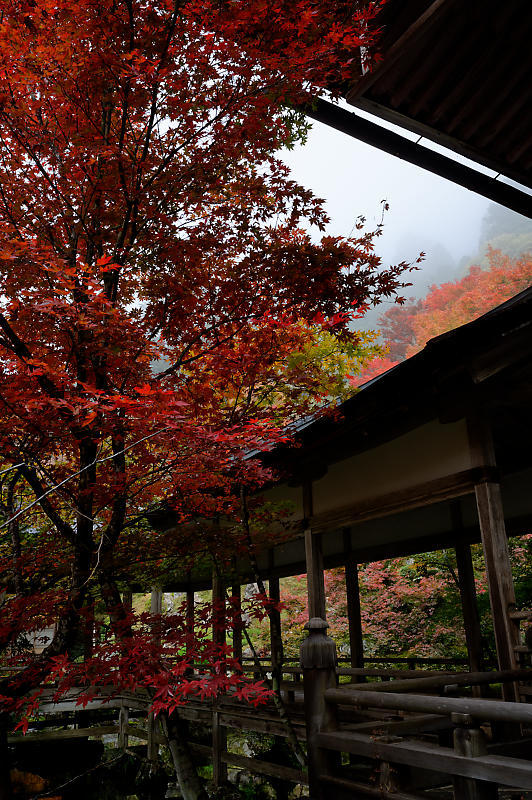 2019京都の紅葉・京北町 常照皇寺 其の一_f0032011_21263915.jpg