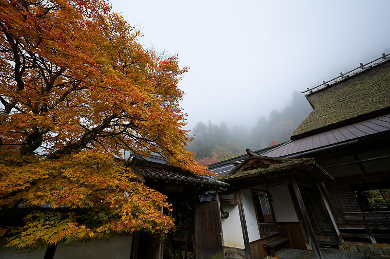 2019京都の紅葉・京北町 常照皇寺 其の一_f0032011_21263970.jpg