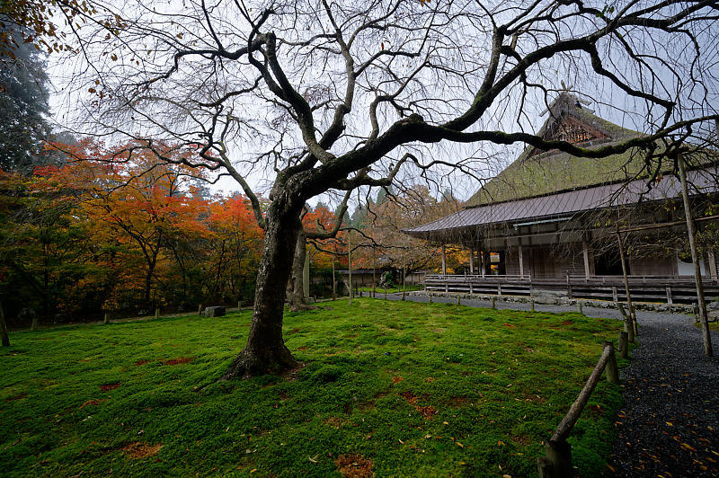2019京都の紅葉・京北町 常照皇寺 其の一_f0032011_21264045.jpg