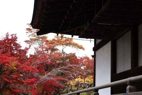 紅葉が盛り　天龍寺など_e0048413_20344147.jpg