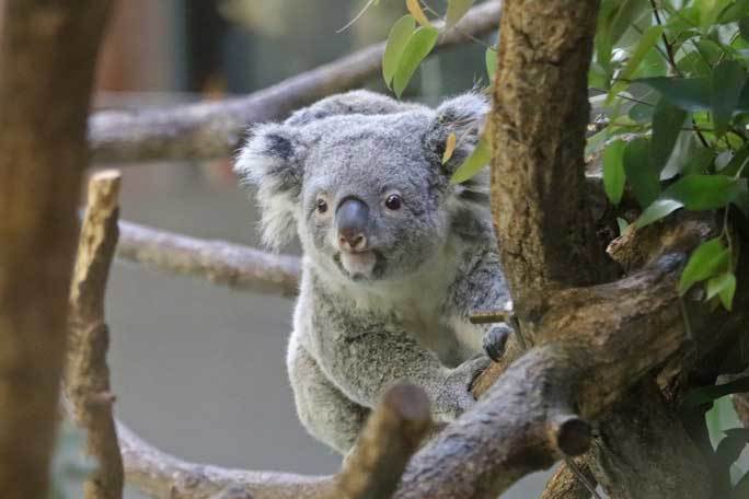 コアラの赤ちゃん ニシチ 多摩動物公園 続々 動物園ありマス コアラの赤ちゃん ニシチ 多摩動物公園 続々 動物園ありマス