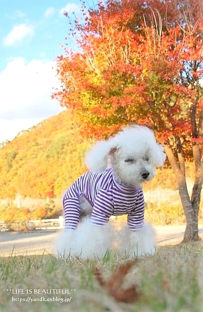 紅葉2019*みずがき湖_d0083623_15595228.jpg