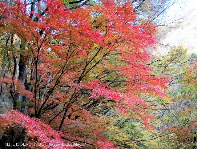 紅葉2019*みずがき湖_d0083623_16002754.jpg
