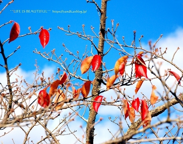 紅葉2019*みずがき湖_d0083623_16011005.jpg