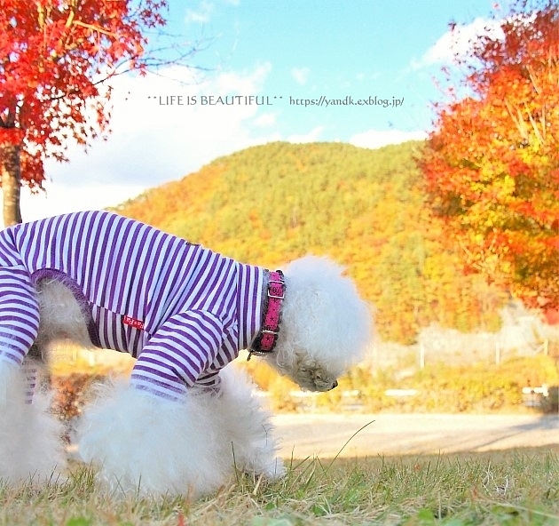 紅葉2019*みずがき湖_d0083623_16011118.jpg