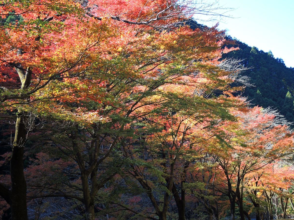 名栗湖の紅葉 弁当持参