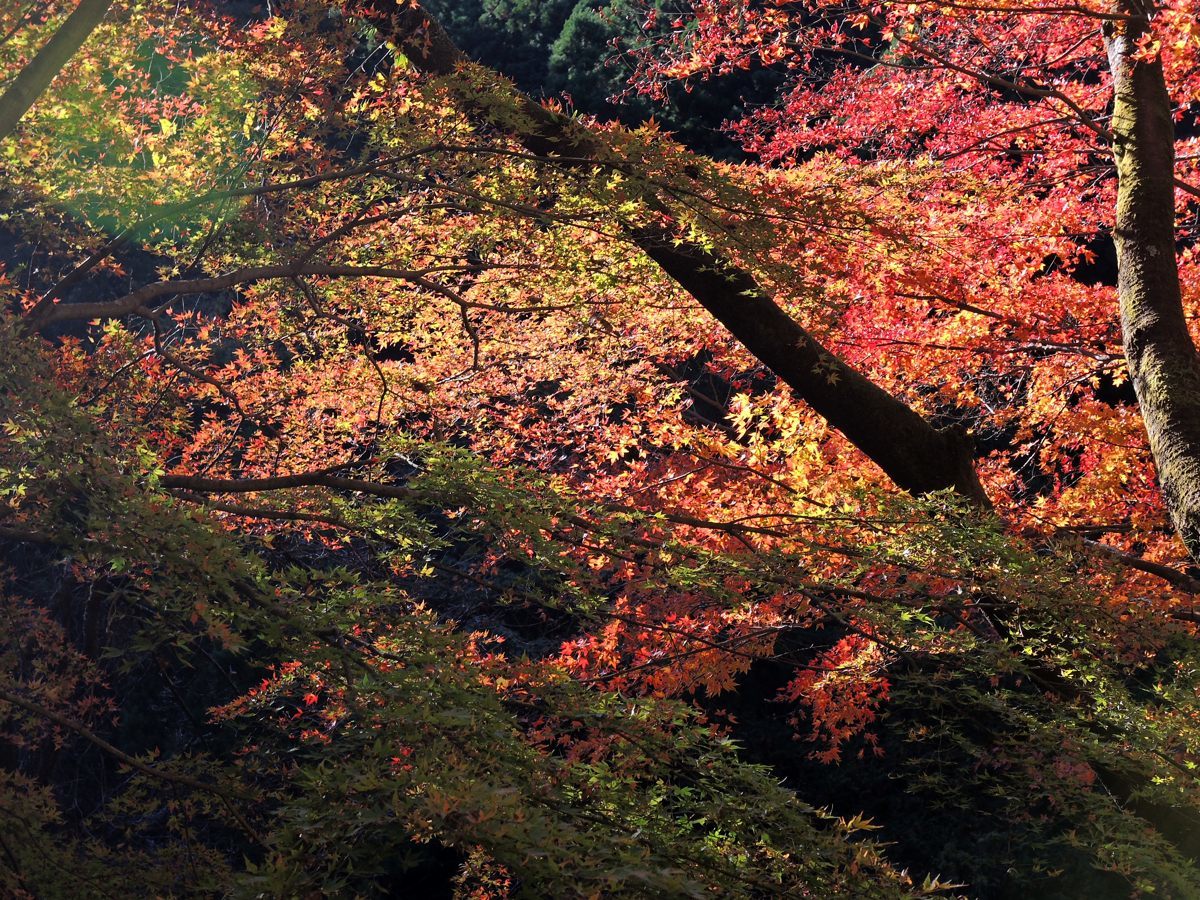 名栗湖の紅葉 弁当持参