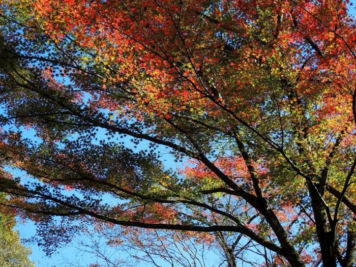 名栗湖の紅葉 弁当持参