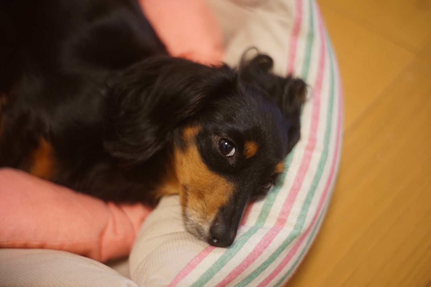 オートタクマー 55mm F2 の 写り_b0069128_08325715.jpg