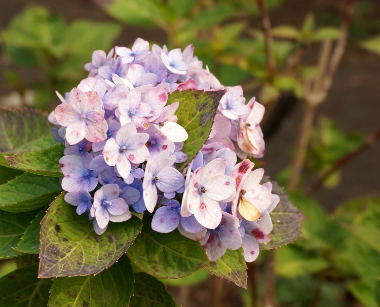 冬の紫陽花 ソナチネアルバム 冬の紫陽花 ソナチネアルバム