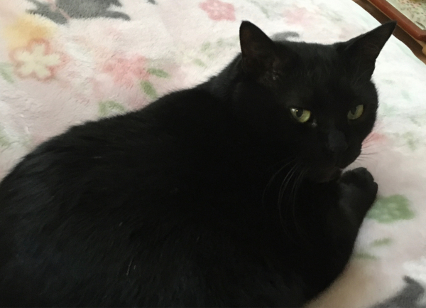 変わり者夫婦の日 : 「両手のない猫」チビタと愉快な仲間たち